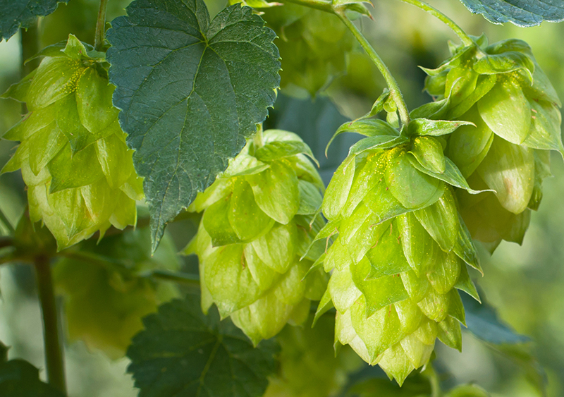 Hopfen Hopfen